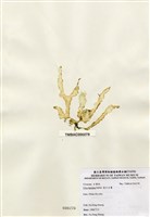 藏品(裂片石蓴)的圖片